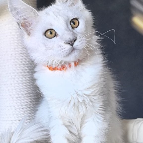 Maine Coon NOV Ulina