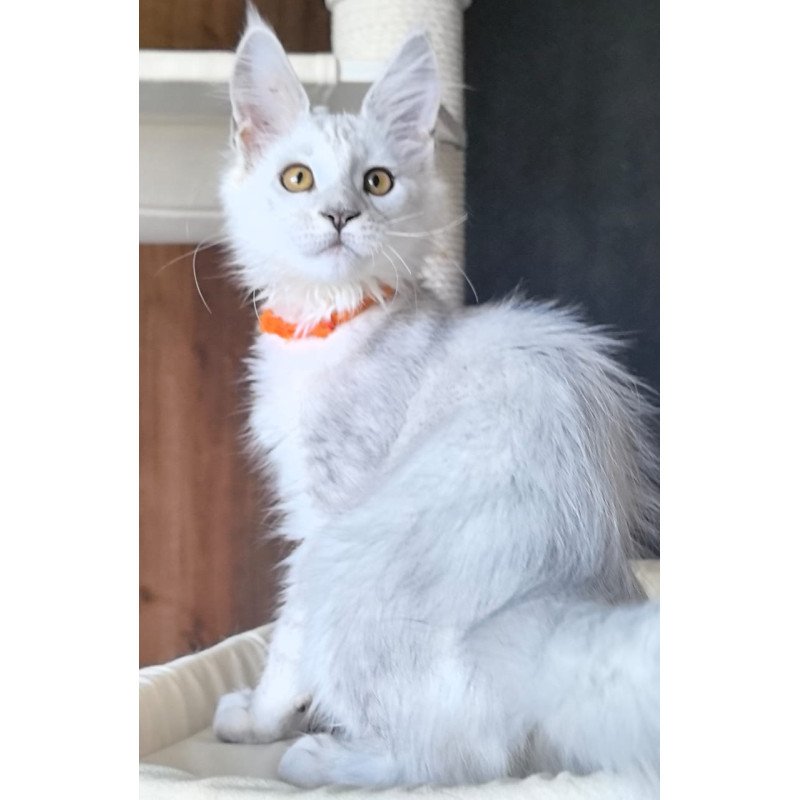 Maine Coon NOV Ulina