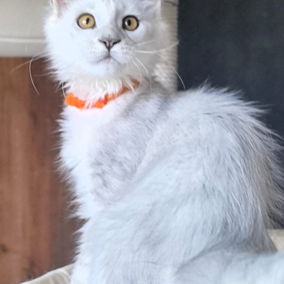 Maine Coon NOV Ulina