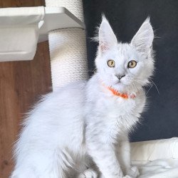 Maine Coon NOV Ulina