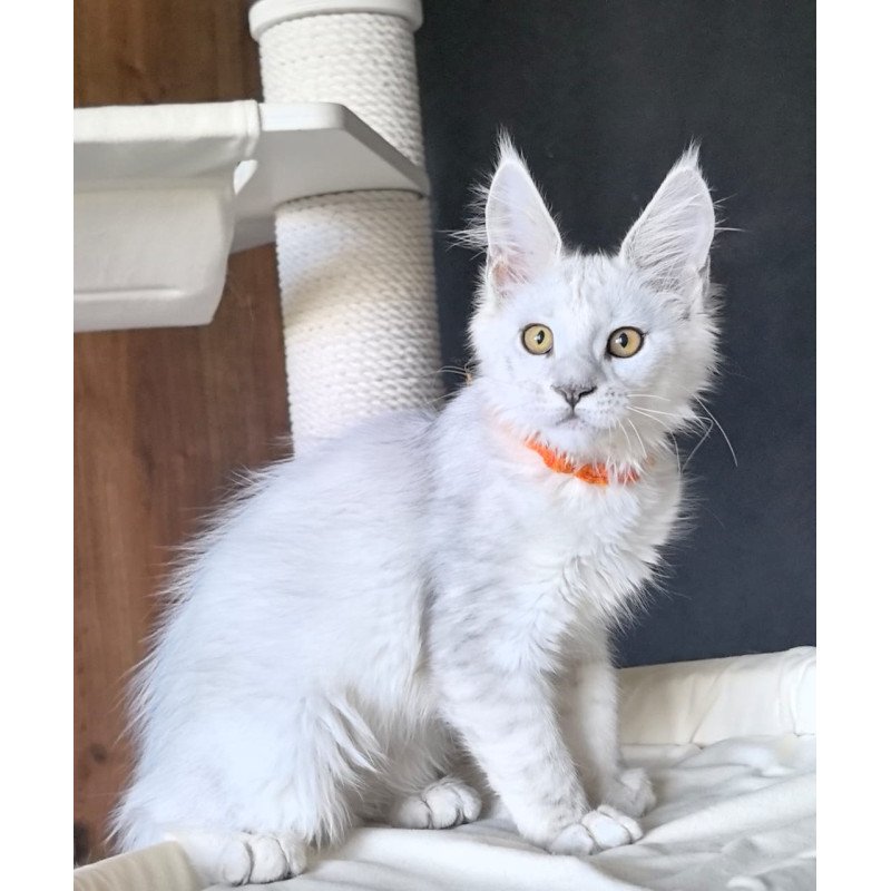 Maine Coon NOV Ulina