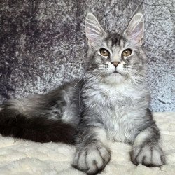 Maine Coon NOV Persephona