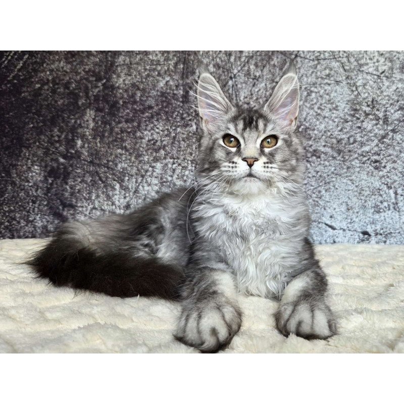 Maine Coon NOV Persephona
