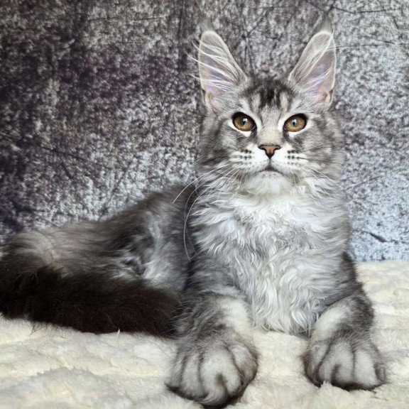 Maine Coon NOV Persephona