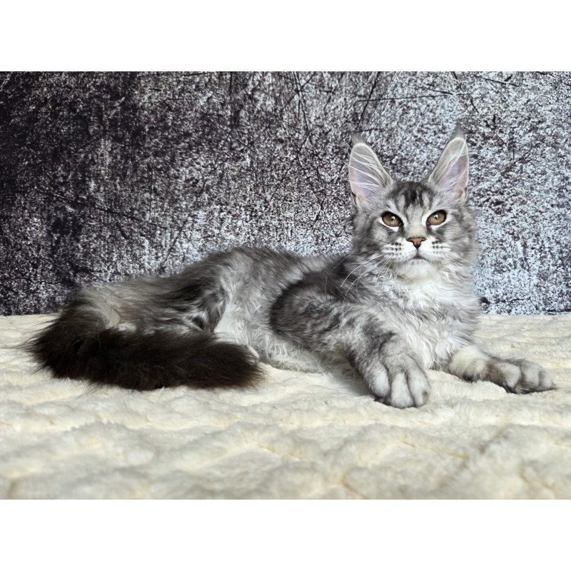 Maine Coon NOV Persephona