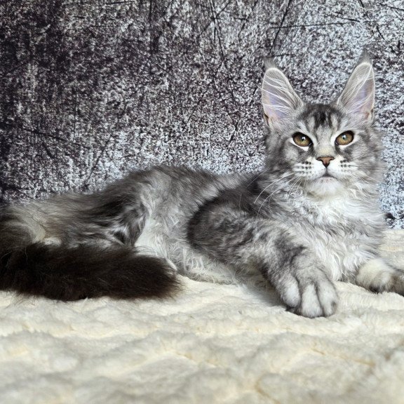 Maine Coon NOV Persephona