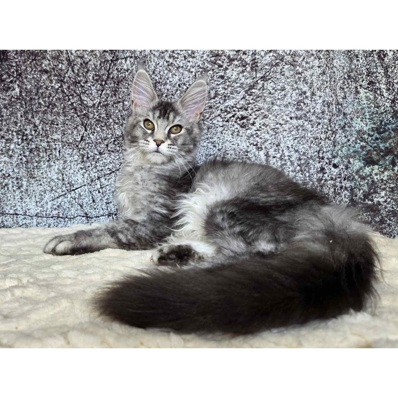 Maine Coon NOV Persephona
