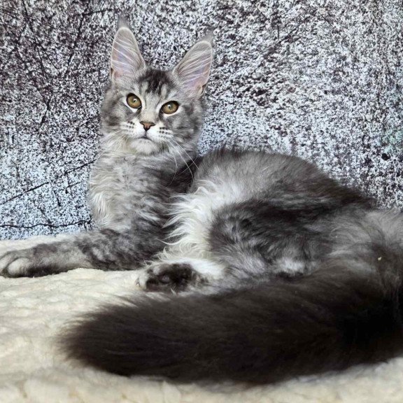 Maine Coon NOV Persephona