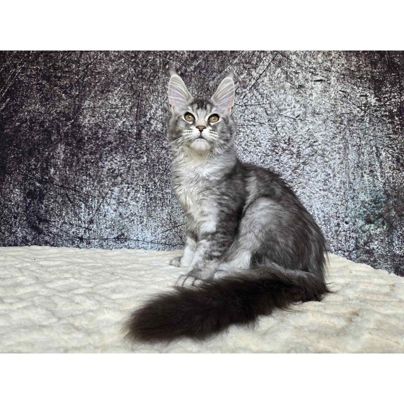 Maine Coon NOV Persephona