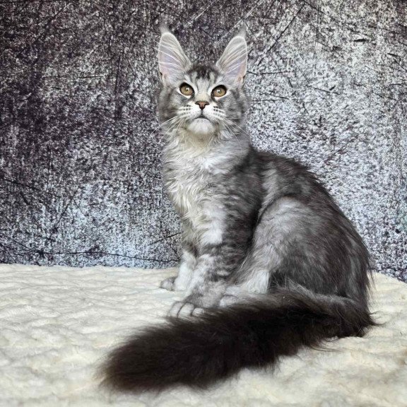 Maine Coon NOV Persephona