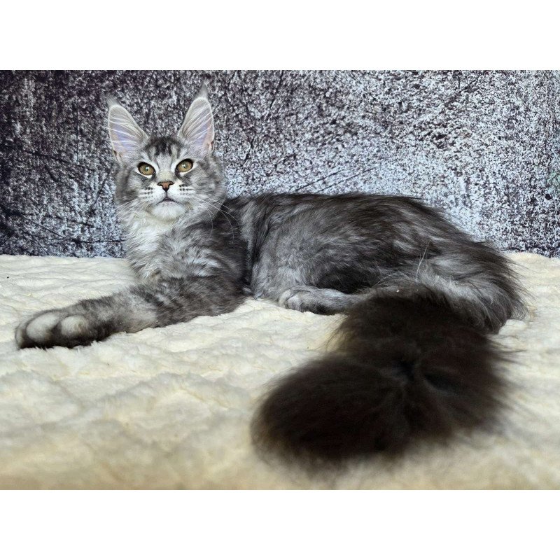 Maine Coon NOV Persephona