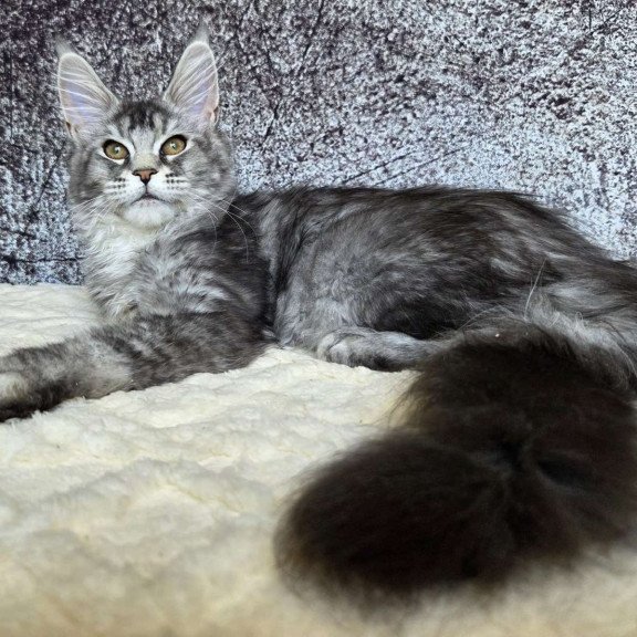 Maine Coon NOV Persephona