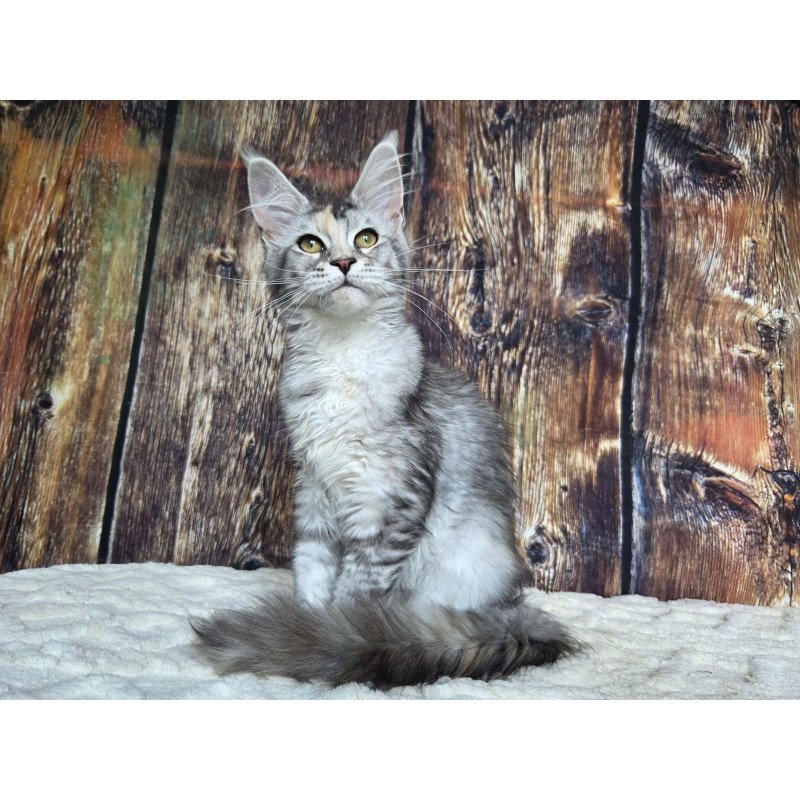 Maine Coon NOV Psychea