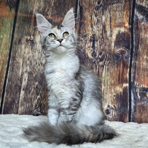 Maine Coon NOV Psychea