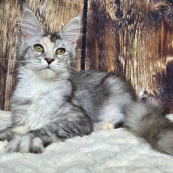 Maine Coon NOV Psychea