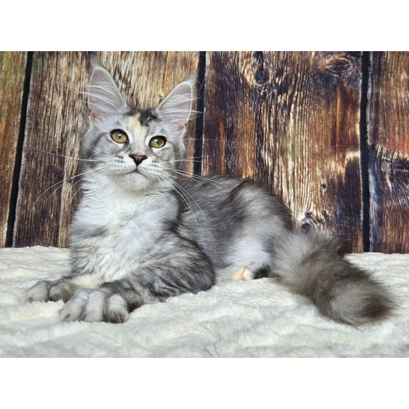 Maine Coon NOV Psychea