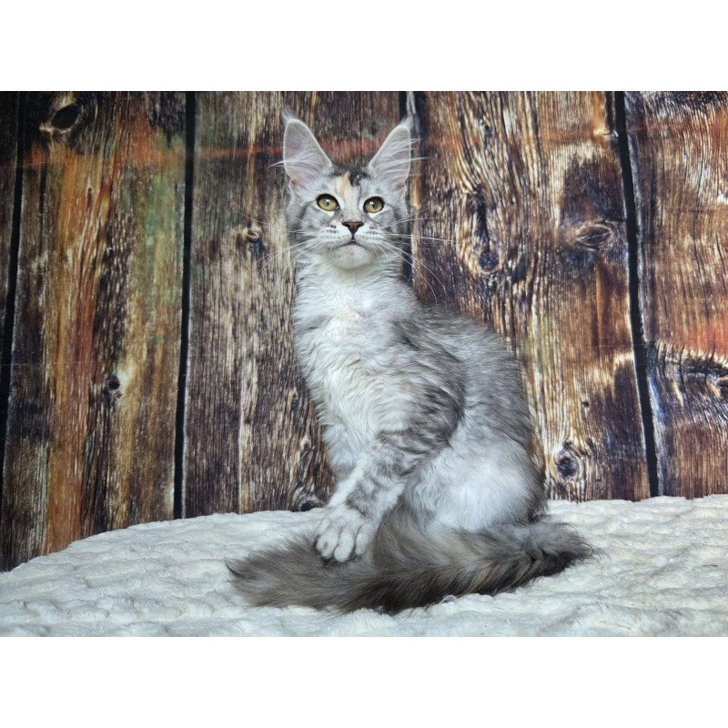 Maine Coon NOV Psychea