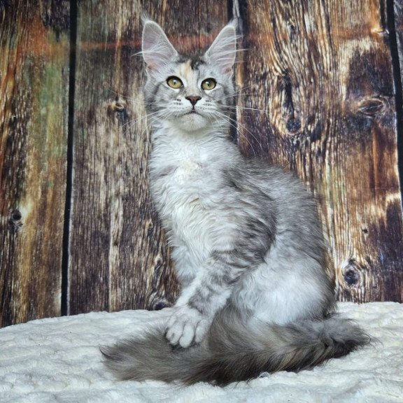 Maine Coon NOV Psychea
