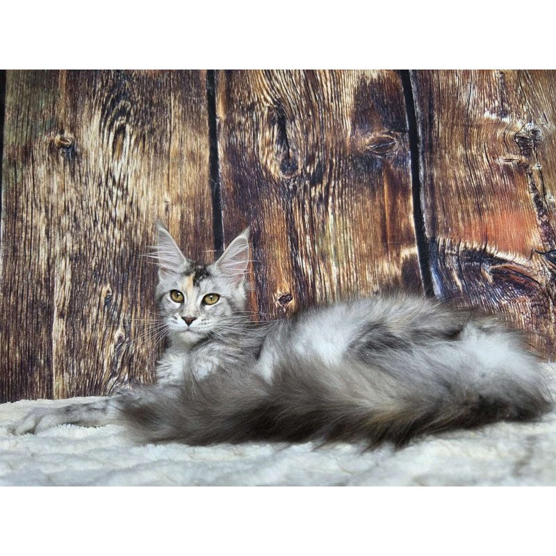 Maine Coon NOV Psychea