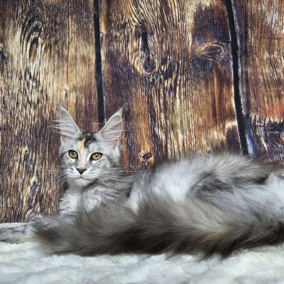 Maine Coon NOV Psychea