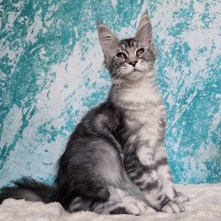 Maine Coon NOV Perenne
