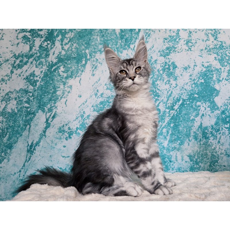 Maine Coon NOV Perenne
