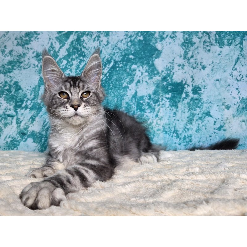 Maine Coon NOV Perenne