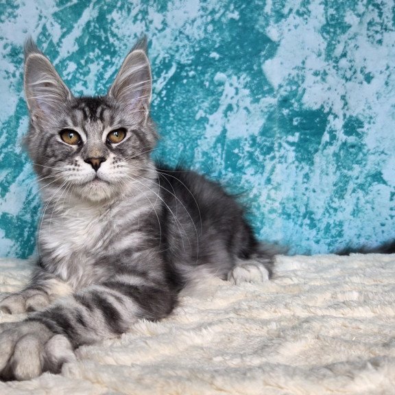 Maine Coon NOV Perenne