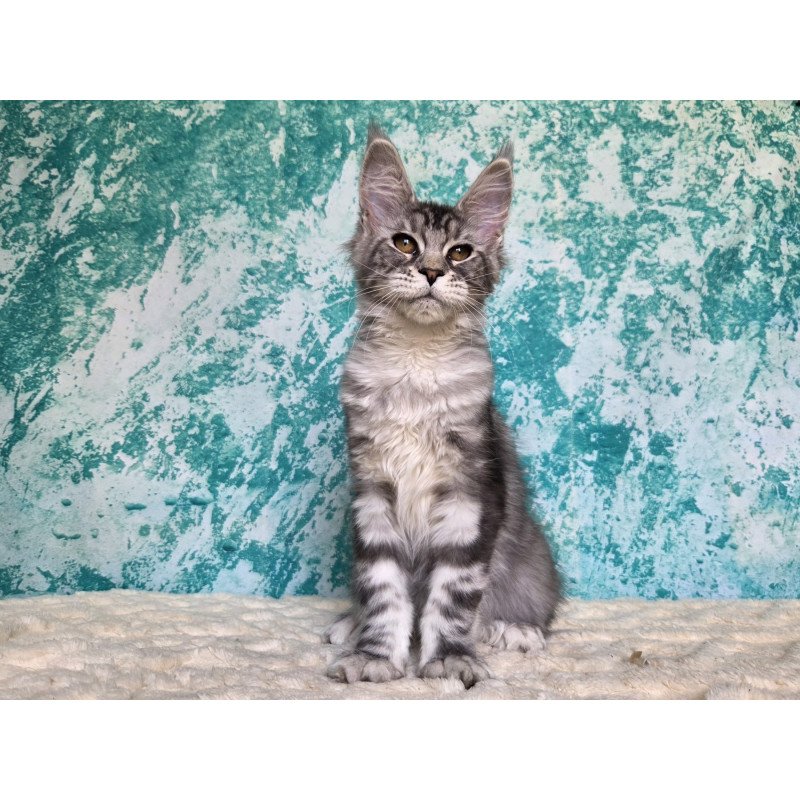 Maine Coon NOV Perenne