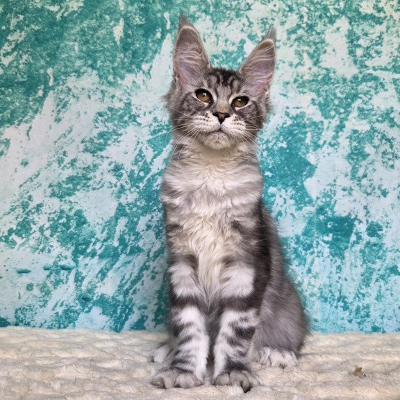 Maine Coon NOV Perenne