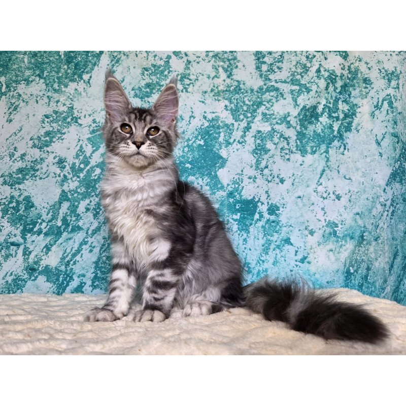 Maine Coon NOV Perenne