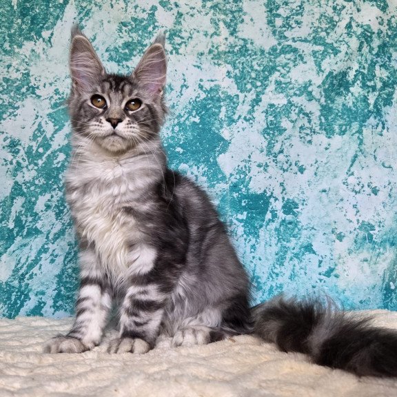 Maine Coon NOV Perenne