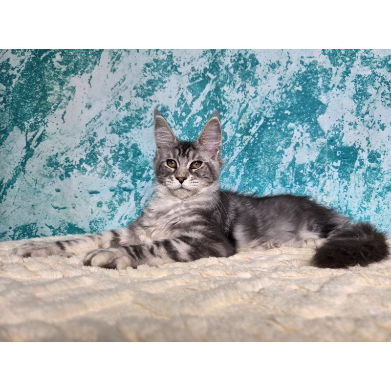 Maine Coon NOV Perenne