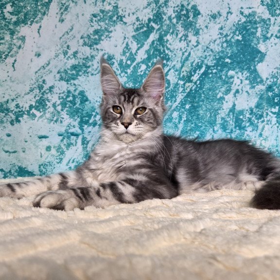 Maine Coon NOV Perenne