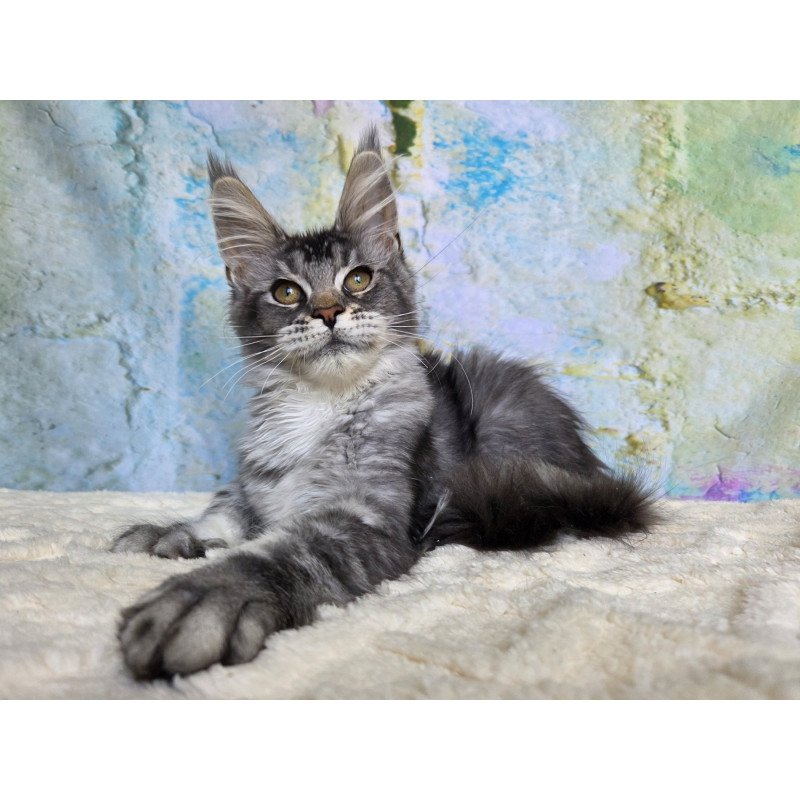 Maine Coon NOV Pomona