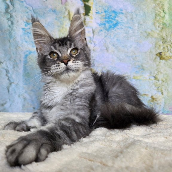 Maine Coon NOV Pomona