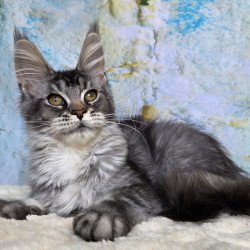 Maine Coon NOV Pomona