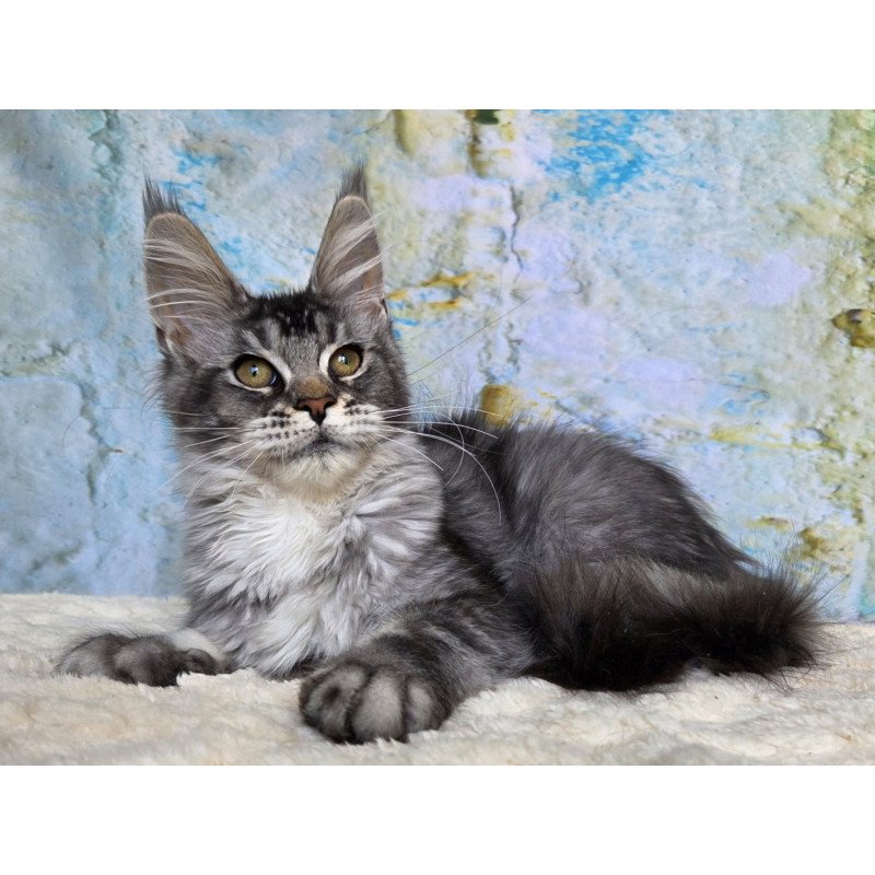 Maine Coon NOV Pomona