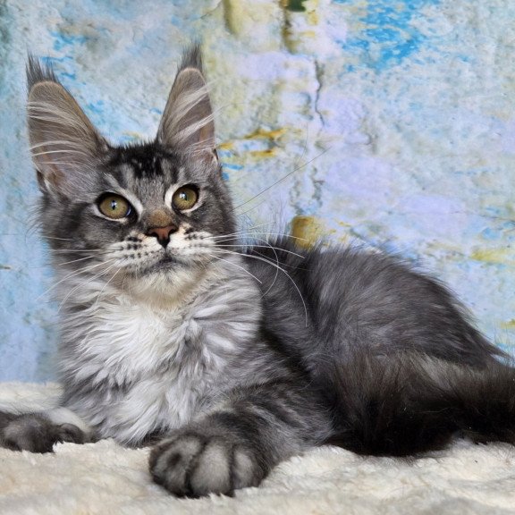 Maine Coon NOV Pomona