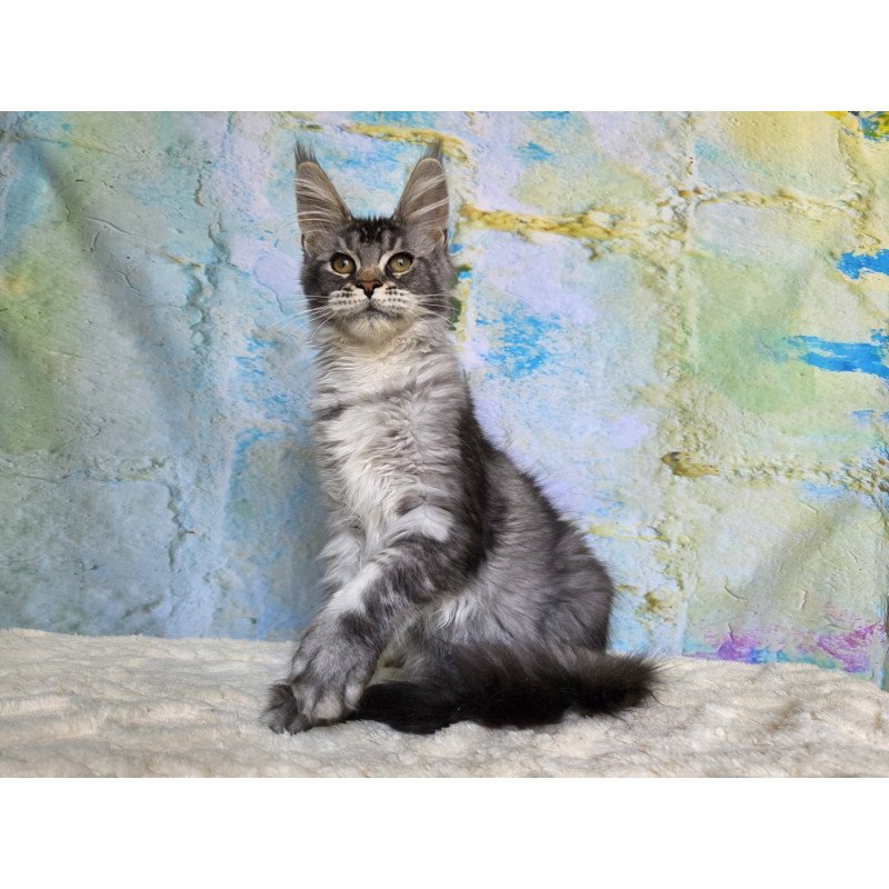 Maine Coon NOV Pomona