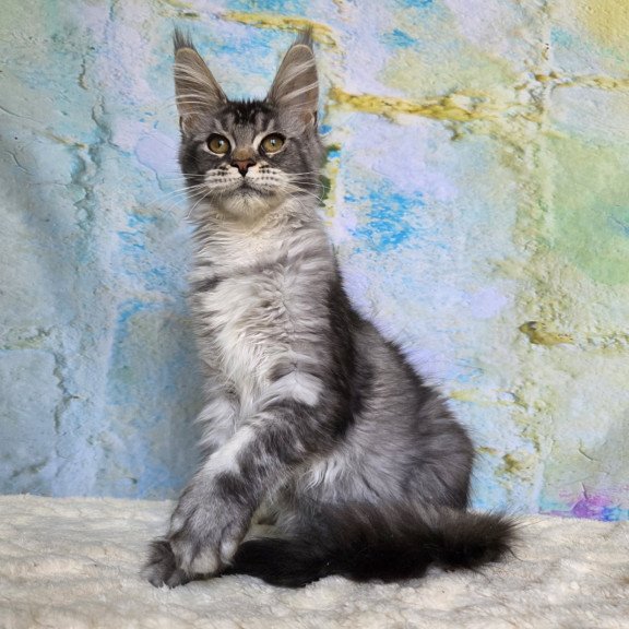 Maine Coon NOV Pomona