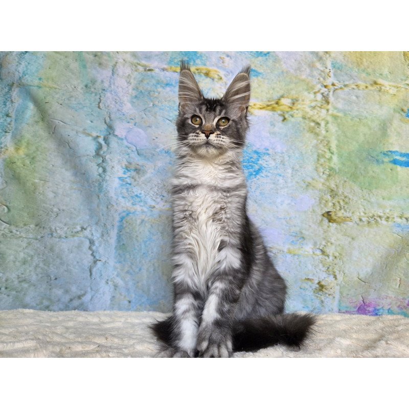 Maine Coon NOV Pomona