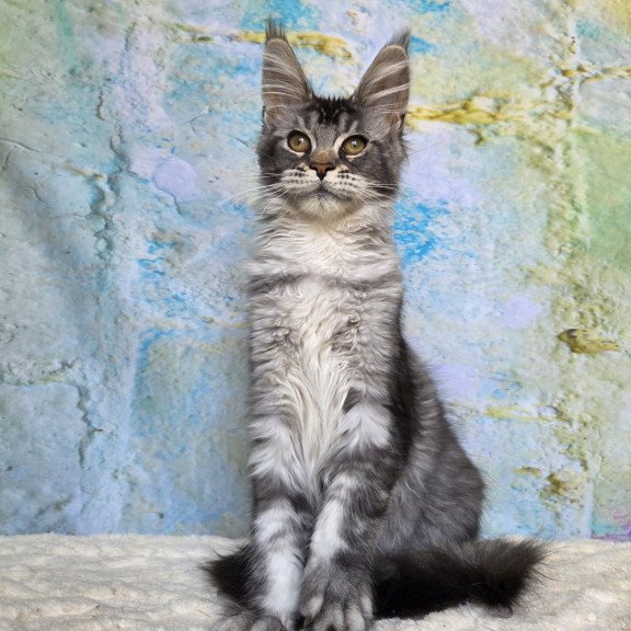 Maine Coon NOV Pomona