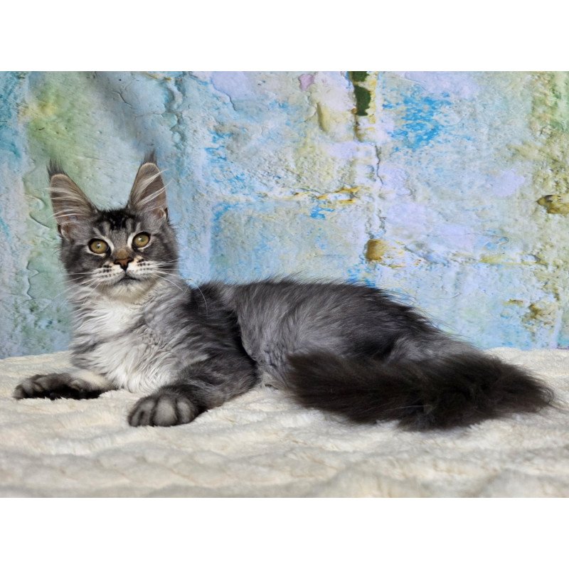 Maine Coon NOV Pomona