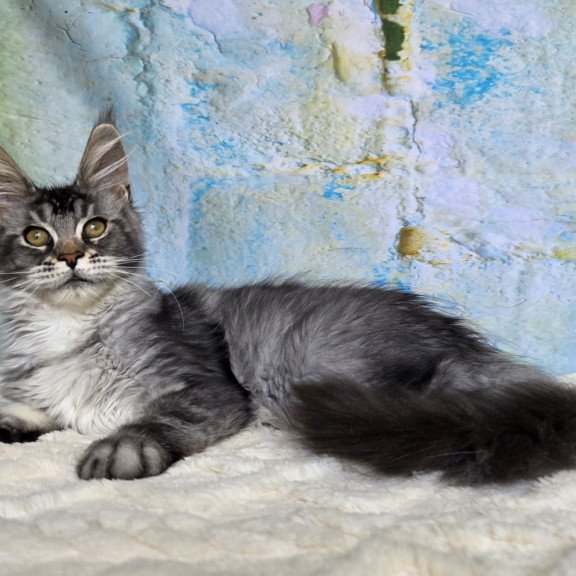 Maine Coon NOV Pomona