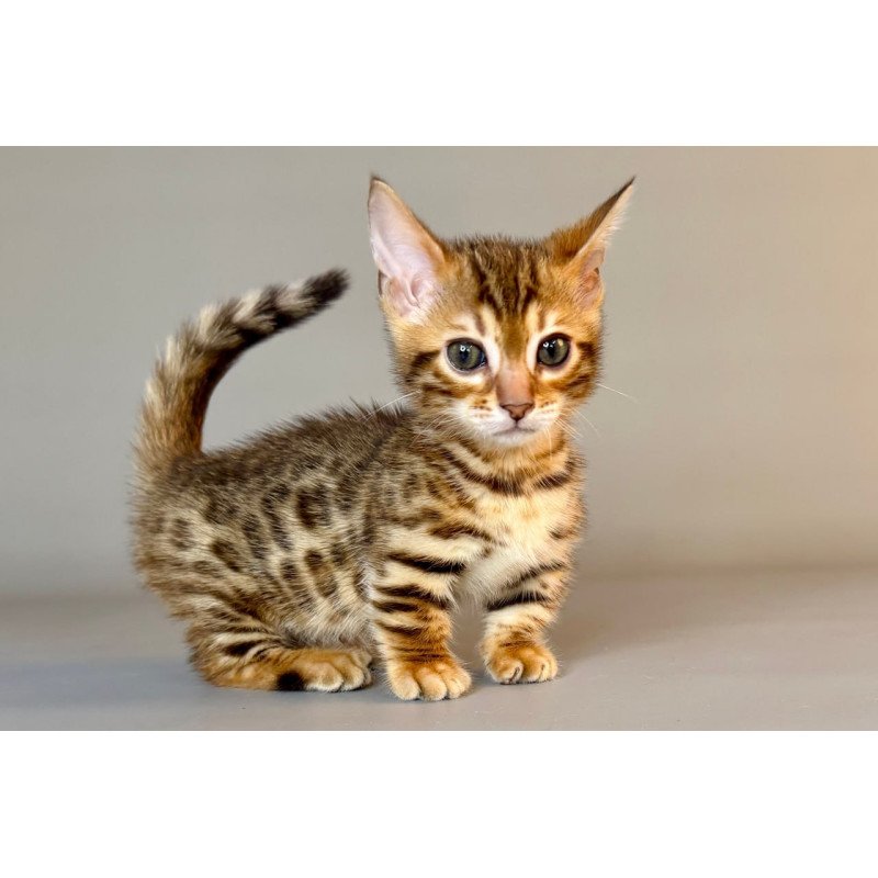 Munchkin Patch