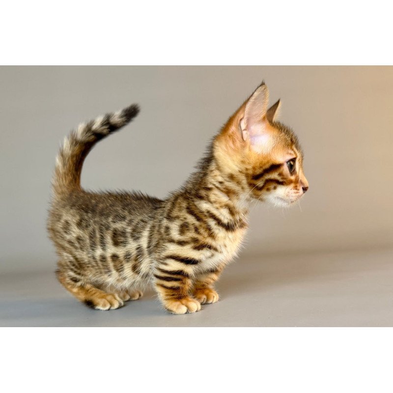 Munchkin Patch