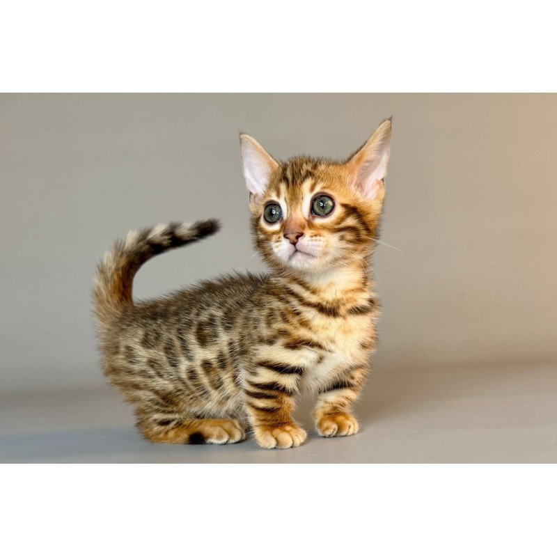Munchkin Patch