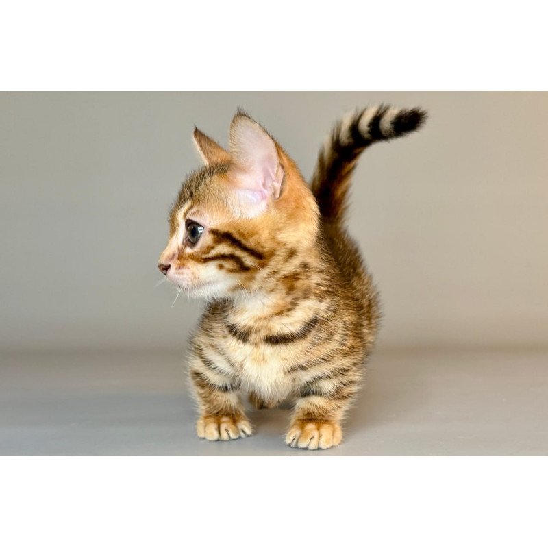 Munchkin Patch