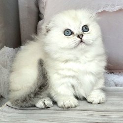 Munchkin Sapphire